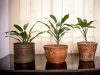 we-have-a-passion-for-nature-and-environmental-sustainability